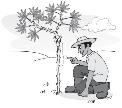 como plantar mandioca maniva