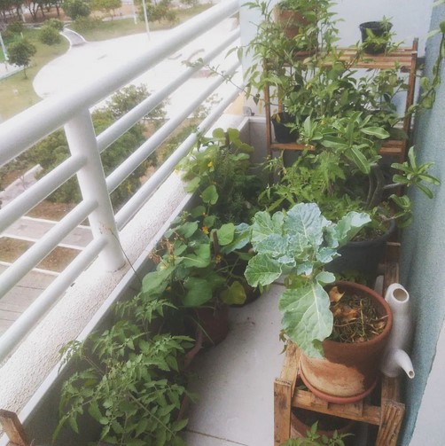 horta em apartamento