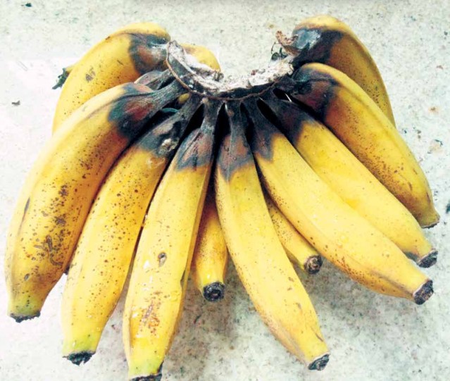 doencas da banana podridao