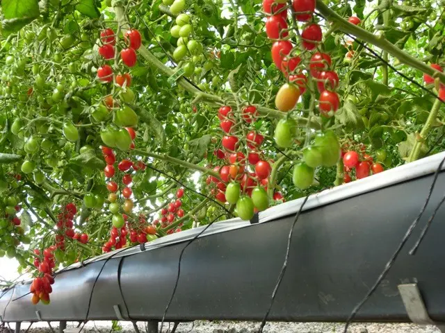 tomate hidroponico
