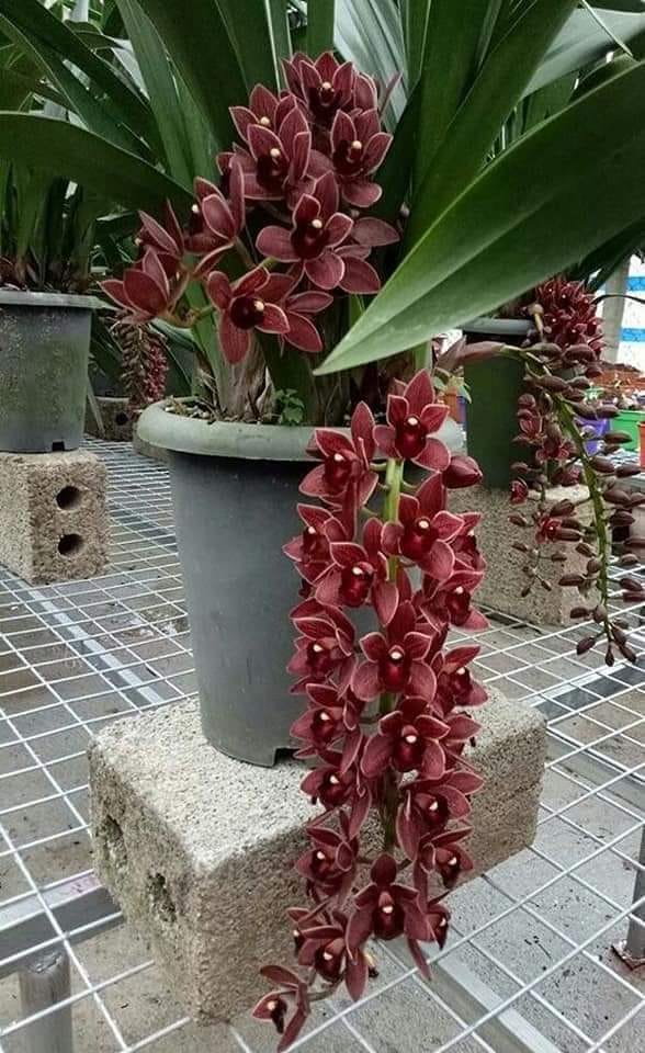 Como plantar orquídea - Safra Viva